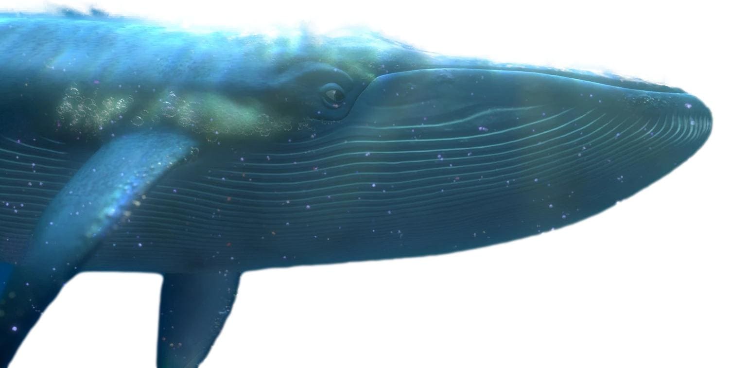 クジラ