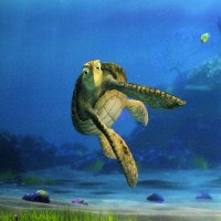 タートル・トークの写真 タートル・トークの写真